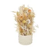 RETIF Composition Fleurs Sechees En Pot D. 8,5Xh. 24Cm Store