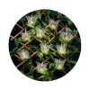 RETIF Guirlande Led Interieur Exterieur Judy Papillon Cheap