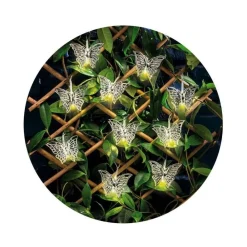 RETIF Guirlande Led Interieur Exterieur Judy Papillon Cheap